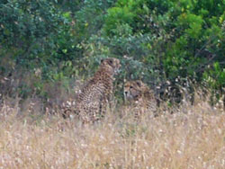 922masai mara