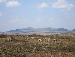 912Masai Safari