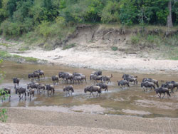 913Masai Safari