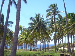 90416Isla de Pascua