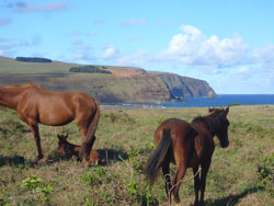 90426Isla de Pascua