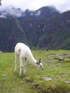 90036Machu Picchu