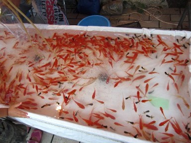 金魚すくい.JPG