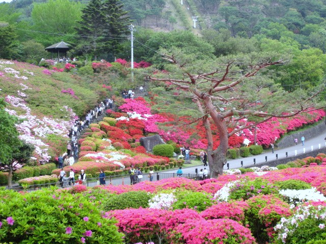 つつじ祭り 015.JPG