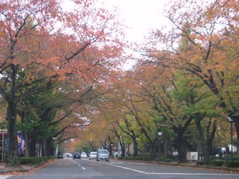 桜とイチョウ.jpg