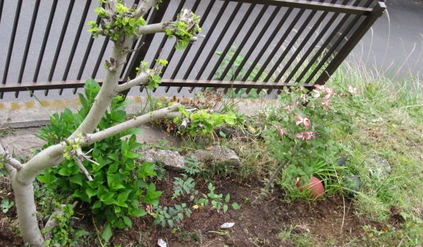 花ミズキ　地植え