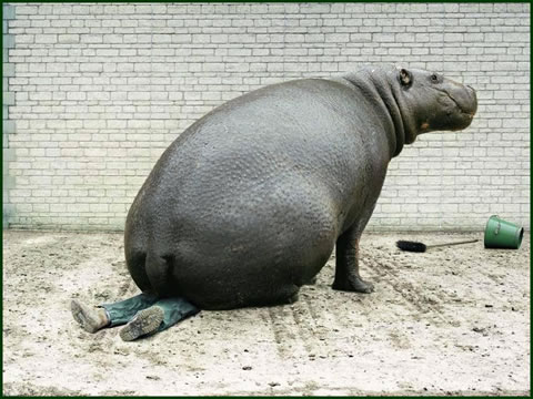 hippo-sit-on-man.jpg