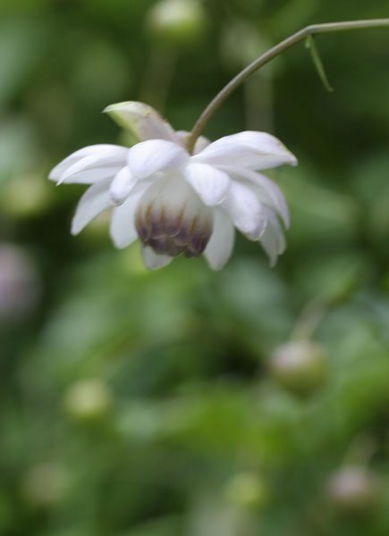 軽井沢植物園の花 出会いのとき 四季山水 楽天ブログ