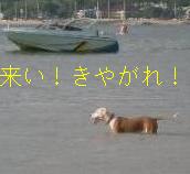 波を待つ犬.jpg