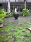 マリオット蓮の浮かぶ池.jpg