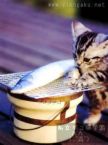 七輪で秋刀魚を焼く子猫