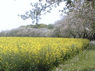 西都原