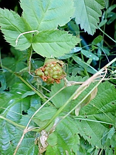 地植え　ブラックベリー