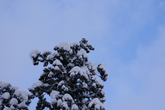 杉の木に雪