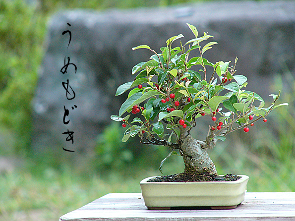 古い小さなウメモドキの盆栽が赤い実をつけています。 | 「みどり」と