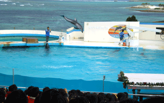 美ら海水族館イルカジャンプ