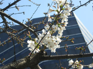 ビルの谷間の桜