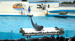 美ら海水族館くじら挨拶