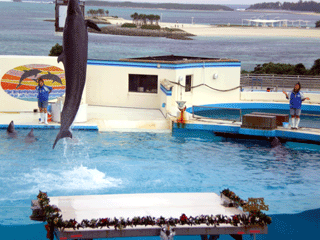 美ら海水族館くじらジャンプ