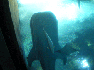 美ら海水族館じんべお腹