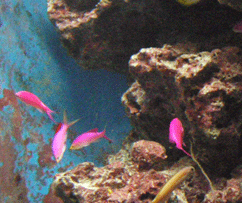 美ら海水族館ピンクの魚