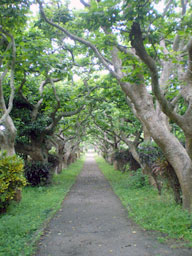 宮古島植物園でいご並木道