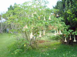 宮古島植物園花１