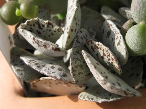 ロンポピローサ