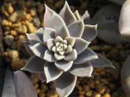 コッキネアプエブラ花芽