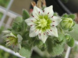 セドイデス開花