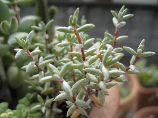 パンチュクラータ