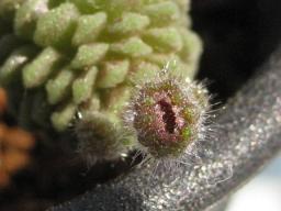 ポリフィラ花芽？