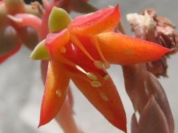 パルメソラ開花