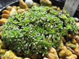 Saxifraga poli-angulica