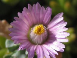 ラプランサス開花