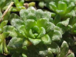 Saxifraga poli-angulica