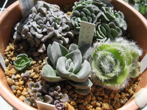 クラッスラ冬型（脳みそ）鉢