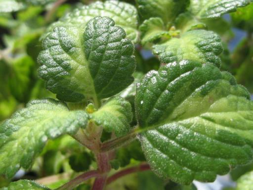 ミントリーフ斑入り（中斑タイプ）