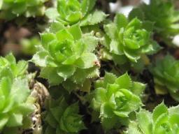Saxifraga cherlerioides