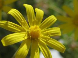 カペンシス開花