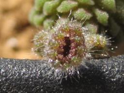 ポリフィラ花芽？