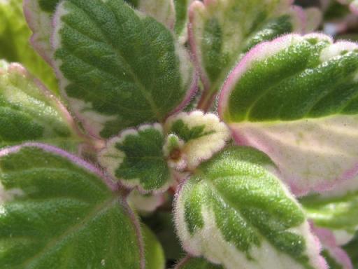 ミントリーフ斑入り