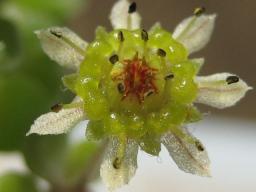 ブラキカウロン開花