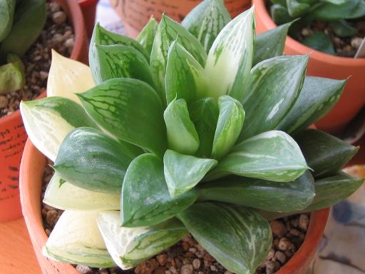 宝草錦（大株）