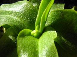 Pinguicula primuliflora Rose花芽