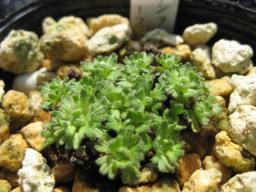 サキシフラガ　スノーフレーク