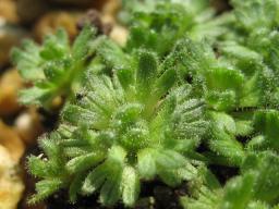 サキシフラガ　スノーフレーク