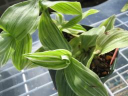 トラディスカンチア