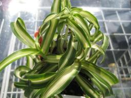 オリヅルランポニー