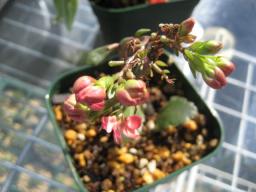 八重咲きカランコエ